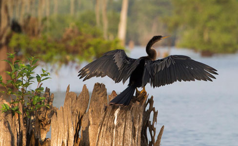 Mississippi birds